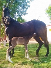 Marwari-horse-foal-Embryo-transfer-technology-002