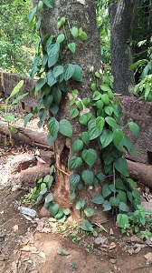 Mixed-Cropping in Coconut Gardens leads to a successful Venture 02