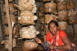 Mushroom Cultivation - A way towards self-reliance 01