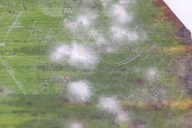 NBAIR-SS-06-08-2020-3