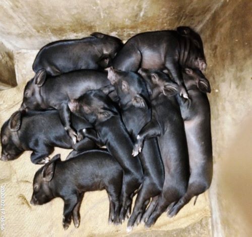 A Simple Oral Iron Module Transforms Piglet Health and Doubles Farm Income in Andaman and Nicobar Islands
