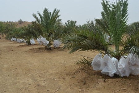 Plantation of Date Palms has changed fortune of farmers in Barmer 01