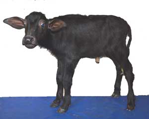 Purnima--cloned-calf-from-Kaaran-Kirti-13-09-2013