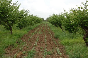 Greening the Salt-impaired Lands by Crop Diversification: A Success Story from Pali, Rajasthan