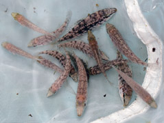 SeedsofPinkEarEmperorrearedatCMFRI