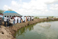 e Silver-Pompano-1_1.jpg 