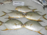 Silver-Pompano-3_2.jpg