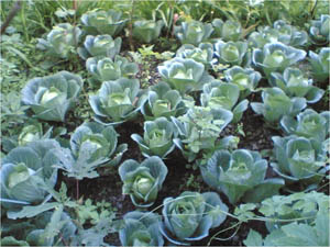 Success-Story-offseason-vegitables