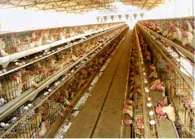 Sucess-story-manuthy-AICRP-Poultry-2