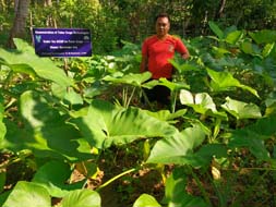 Tuber-Farming-system-1