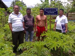 Tuber-Farming-system-2