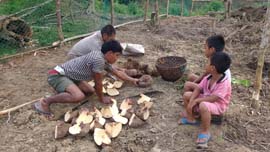 Tuber-Farming-system-4