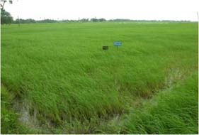 UtilizeFloodWater-01