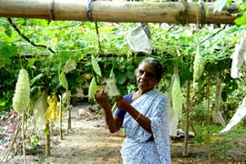 Vegetableasintercropincoconut-01