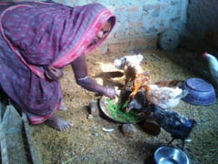 aicrp-ifs-ss-18-02-2013-7