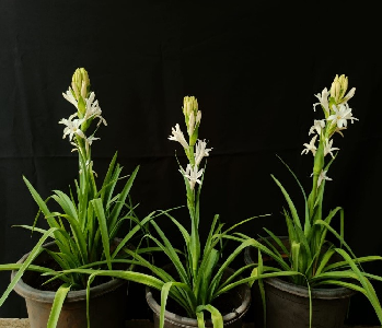 Sahyadri Vaman: A Novel Dwarf Tuberose Variety developed by ICAR-DFR, Pune