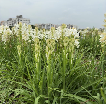 Sahyadri Vaman: A Novel Dwarf Tuberose Variety developed by ICAR-DFR, Pune