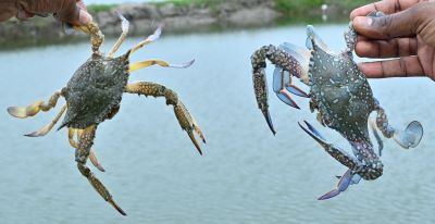 ICAR-CIBA, Chennai Demonstrates High-Density Blue Swimmer Crab Farming in Brackishwater Earthen Ponds