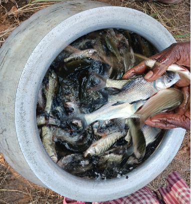 Integrated Multi-Trophic Aquaculture: A viable model for Scheduled Tribe Farmers Empowerment