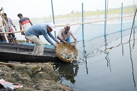 ICAR-CIFRI demonstrates Pen Culture in two Wetlands of West Bengal under SCSP Programme