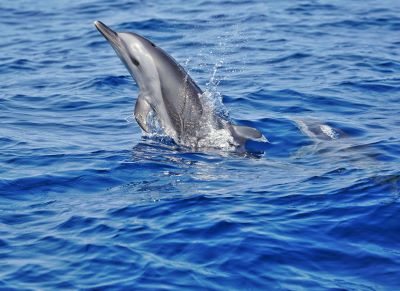 ICAR-CMFRI’s Scientific Research on Marine Mammals Helps India Secure Multi-Billion Dollar Seafood Trade with U.S.