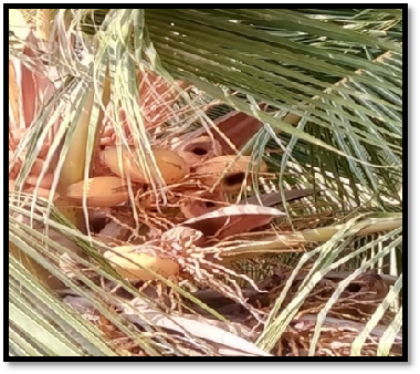 Nature’s Guardian in the Coconut Groves: Successful Biological Control of Rodents through Barn Owls in Kavaratti Island, Lakshadweep