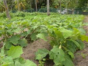 cpcri-ss-19-09-2013-1-s