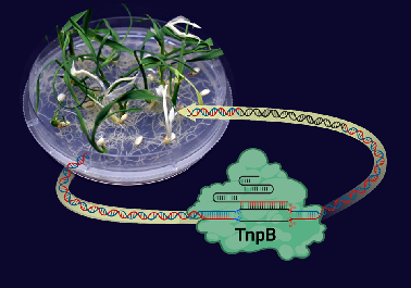 Patent for a Next-Generation Genome Editing tool granted to ICAR-CRRI