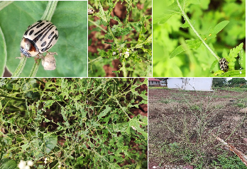 ICAR-DFR, Pune Observes Parthenium Awareness Week