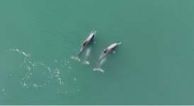 ICAR-CIFT Researchers Capture Rare Mating Behavior of Humpback Dolphins Using Drone for the First Time in India