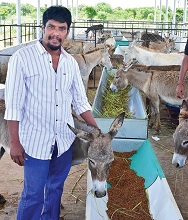 establishing-India's-largest-donkey-farm-01.jpg 