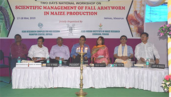 fall-armyworm-maize-17-05-2019-1