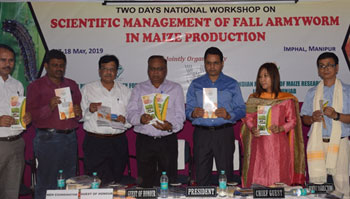 fall-armyworm-maize-17-05-2019-2