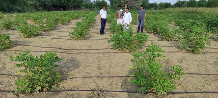 Fig Cultivation: Pursuit of Profit in Thar Region of Rajasthan
