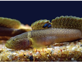 ICAR-CIBA has developes breeding and seed production protocols for two high value brackishwater ornamental fish species, Tiger Dwarf Goby and Chiseltooth Goby under captivity