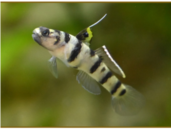ICAR-CIBA has developes breeding and seed production protocols for two high value brackishwater ornamental fish species, Tiger Dwarf Goby and Chiseltooth Goby under captivity