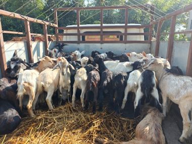 ICAR-NRC on Mithun and KVK Karbi Anglong Distribute 120 Assam Hill Goats to SC Farmers