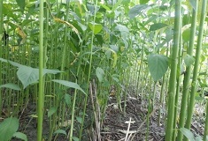 happyseeder-03-13112020