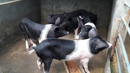 icar-neh-01-03022021