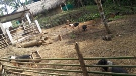 icar-neh-06-03022021_0