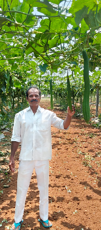 Quality Seeds, Promising Returns: Telangana Farmer Earns ₹80,000–₹90,000 from Summer Ridge Gourd Cultivation