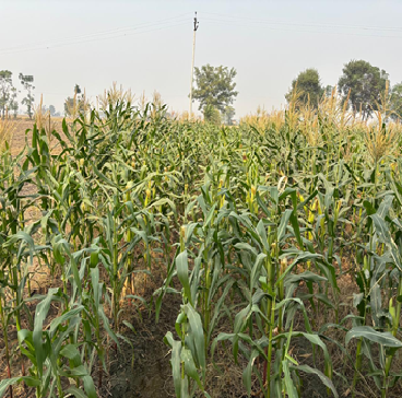 Punjab Emerges as a Suitable Hub for Maize Hybrid Seed Production