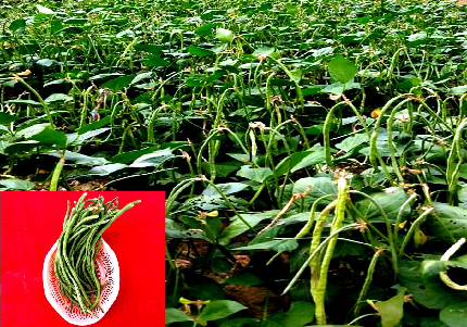 Kashi Nidhi: Transforming Cowpea Cultivation with Early Maturity and High Yields