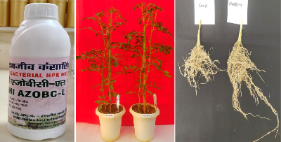 KASHI AZOBC: NPK Microbial Consortium Biofertilizer for Soil & Plant Health