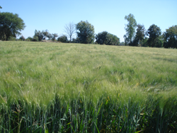 kaushik_ji_ss-ujjan-1