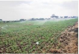 kvk-hamirpur-03-22092020