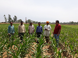 maize-success-story-1