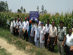 maize-success-story-3