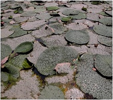 makhana-01-08052019_0