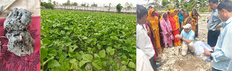ICAR–MGIFRI, Motihari Promotes Soil Testing and Summer Mungbean for Healthy Soils under Khet Bachao Abhiyan–2026